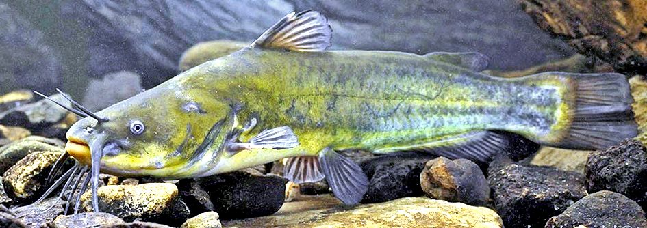 Ameiurus melas_04.jpg